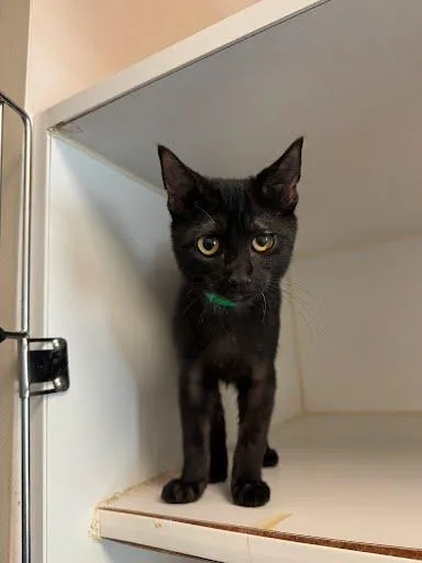 A baby small-sized male Black Domestic Short Hair cat named Sequoia for adoption in Oakland, CA