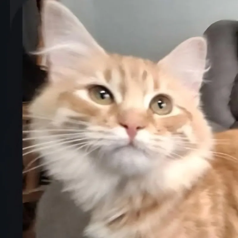 A young medium-sized female Orange / Red Domestic Medium Hair cat named Millie for adoption in Warrensburg, MO