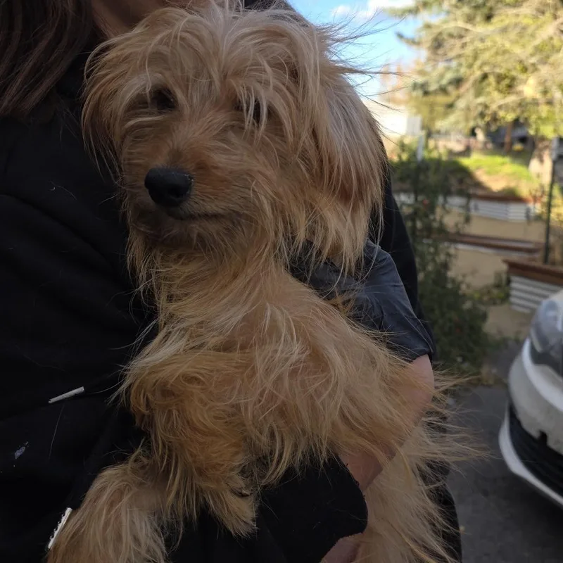 An adult small-sized male Yellow / Tan / Blond / Fawn Mixed Breed dog named Benji for adoption in Klamath Falls, OR