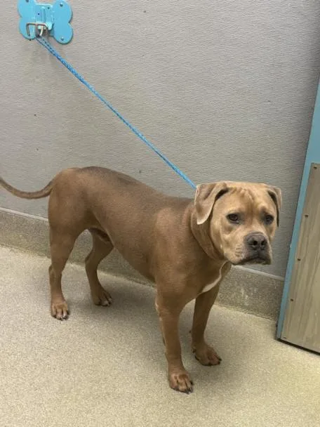 A young small-sized male Pit Bull Terrier dog named Rocky for adoption in Las Vegas, NV