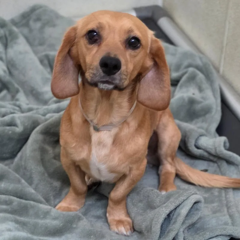 An adult small-sized male Brown / Chocolate Beagle dog named Dumpling Chino Hills for adoption in Chino Hills, CA