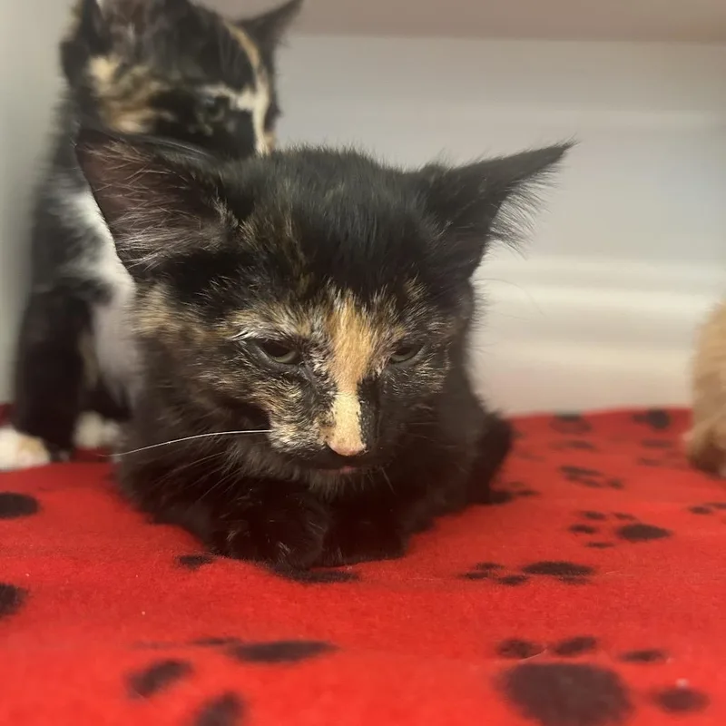 A baby small-sized female Tortoiseshell Domestic Short Hair cat named Cardi for adoption in Park City, UT
