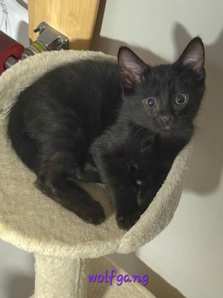 A baby small-sized male Domestic Short Hair cat named Wolfgang for adoption in Ogden, UT