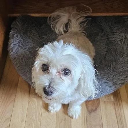 A senior small-sized female White / Cream Maltese dog named Molly for adoption in Toms Brook, VA