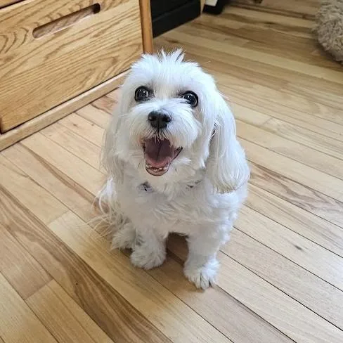 Molly thumbnail 3
