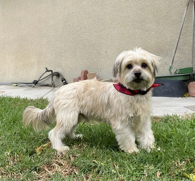 Checkers Flores thumbnail 2