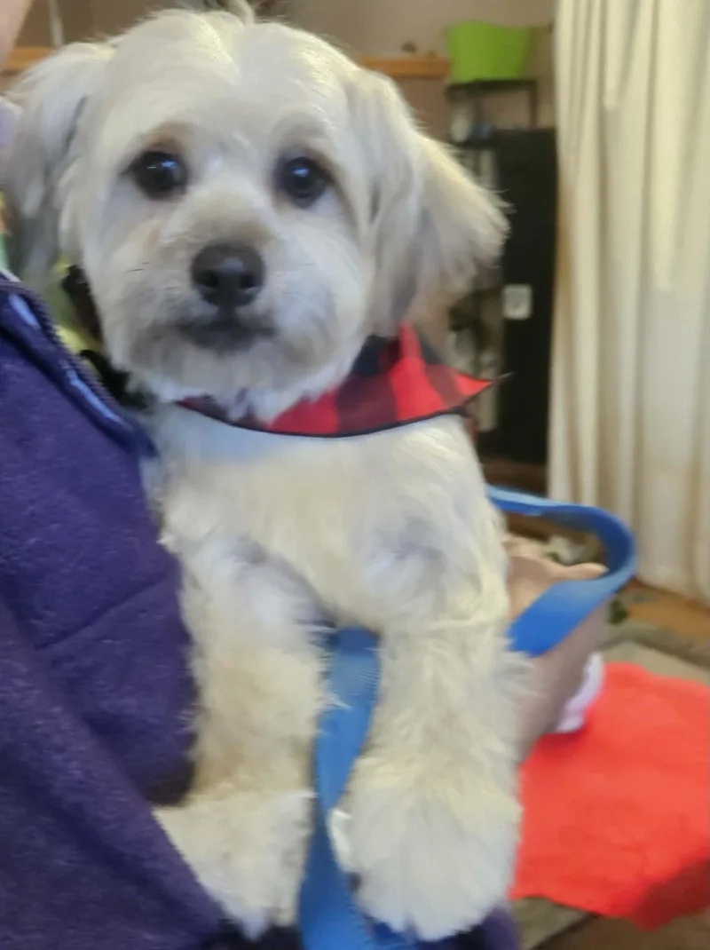 Checkers Flores thumbnail 3