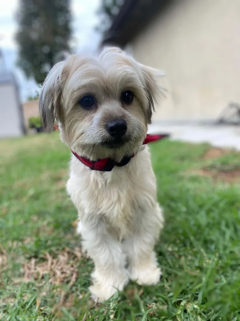 Checkers Flores thumbnail 4