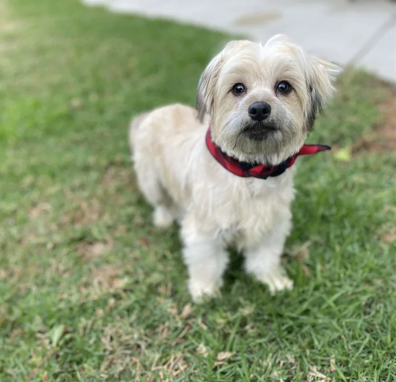 Checkers Flores thumbnail 5