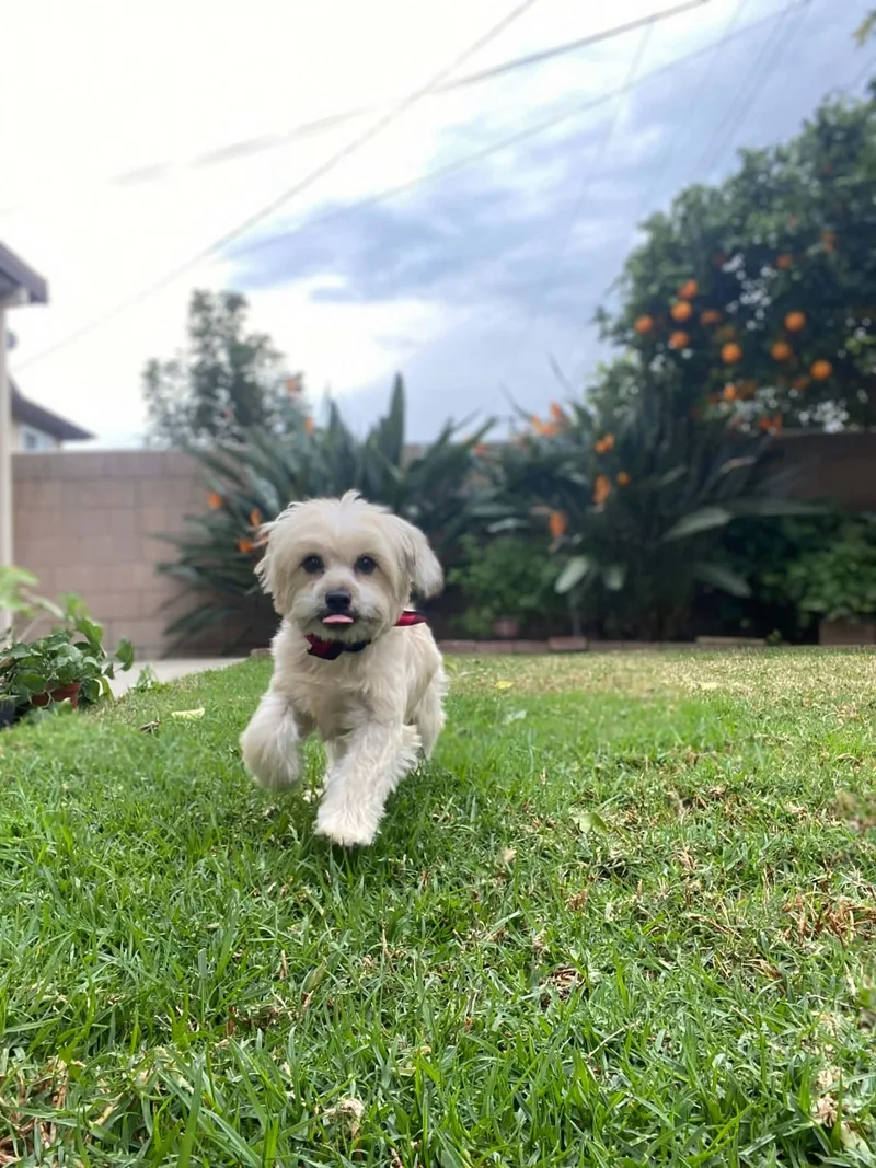 Checkers Flores thumbnail 6