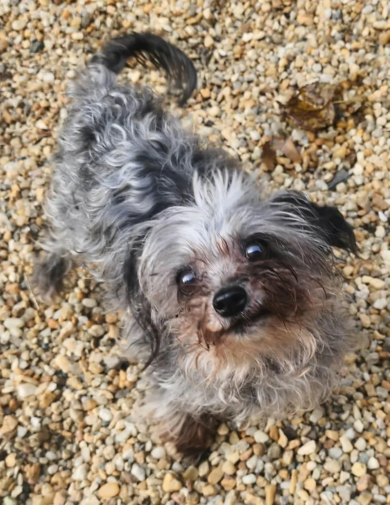 A senior small-sized female Gray / Blue / Silver Poodle (Toy) dog named Layla for adoption in Manassas, VA
