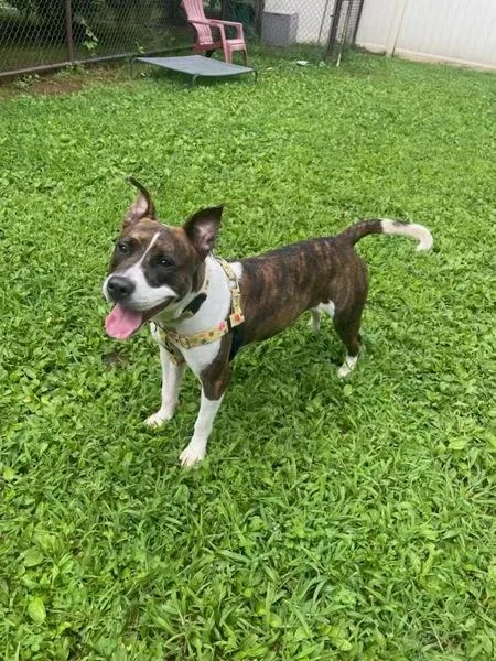 An adult medium-sized female Pit Bull Terrier dog named Cowgirl for adoption in Skillman, NJ