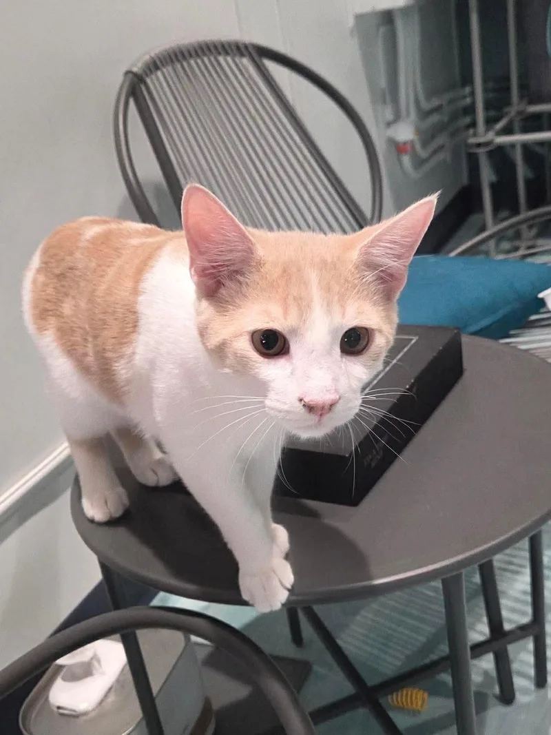 A young large-sized male Buff & White Domestic Medium Hair cat named Frosty for adoption in Oakboro , NC