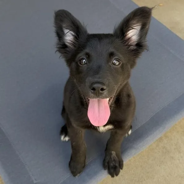 A baby medium-sized female Cocker Spaniel dog named Pesto for adoption in San Diego, CA