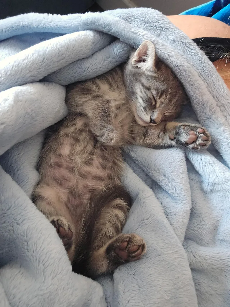 A baby small-sized male Domestic Short Hair cat named Rocky for adoption in Long Beach, CA