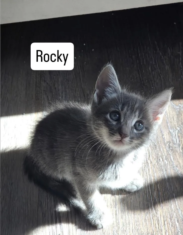 Rocky thumbnail 2