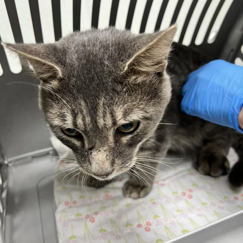An adult medium-sized male Gray / Blue / Silver Domestic Short Hair cat named 72032 for adoption in Harrisonburg, VA