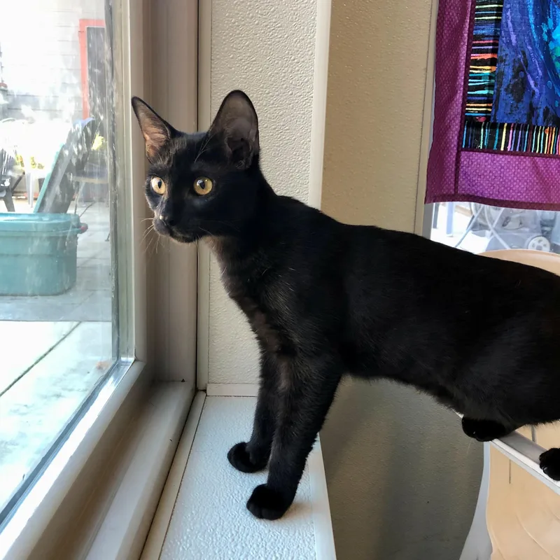 A young large-sized female Black Domestic Short Hair cat named Abigail for adoption in Lodi, CA