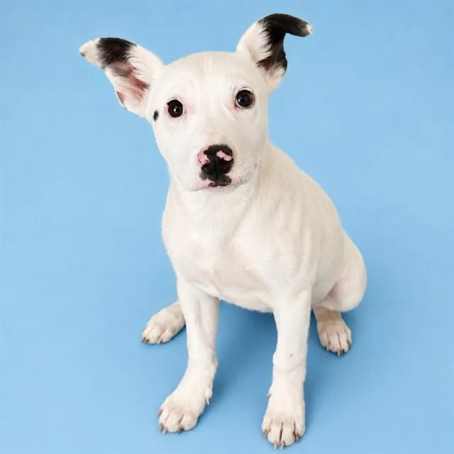 A baby small-sized female Pit Bull Terrier dog named Wing for adoption in Westminster, MD
