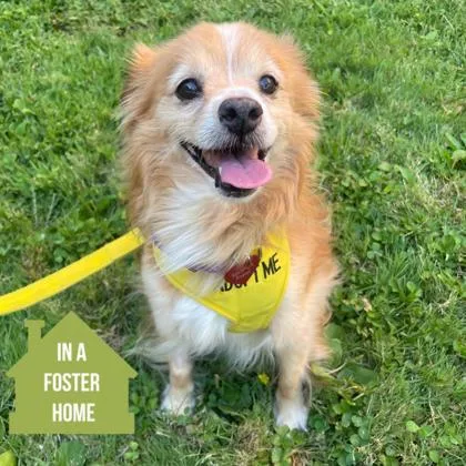 A senior small-sized male Pomeranian dog named Spicy Pepperoni Hot Pocket for adoption in Sacramento, CA