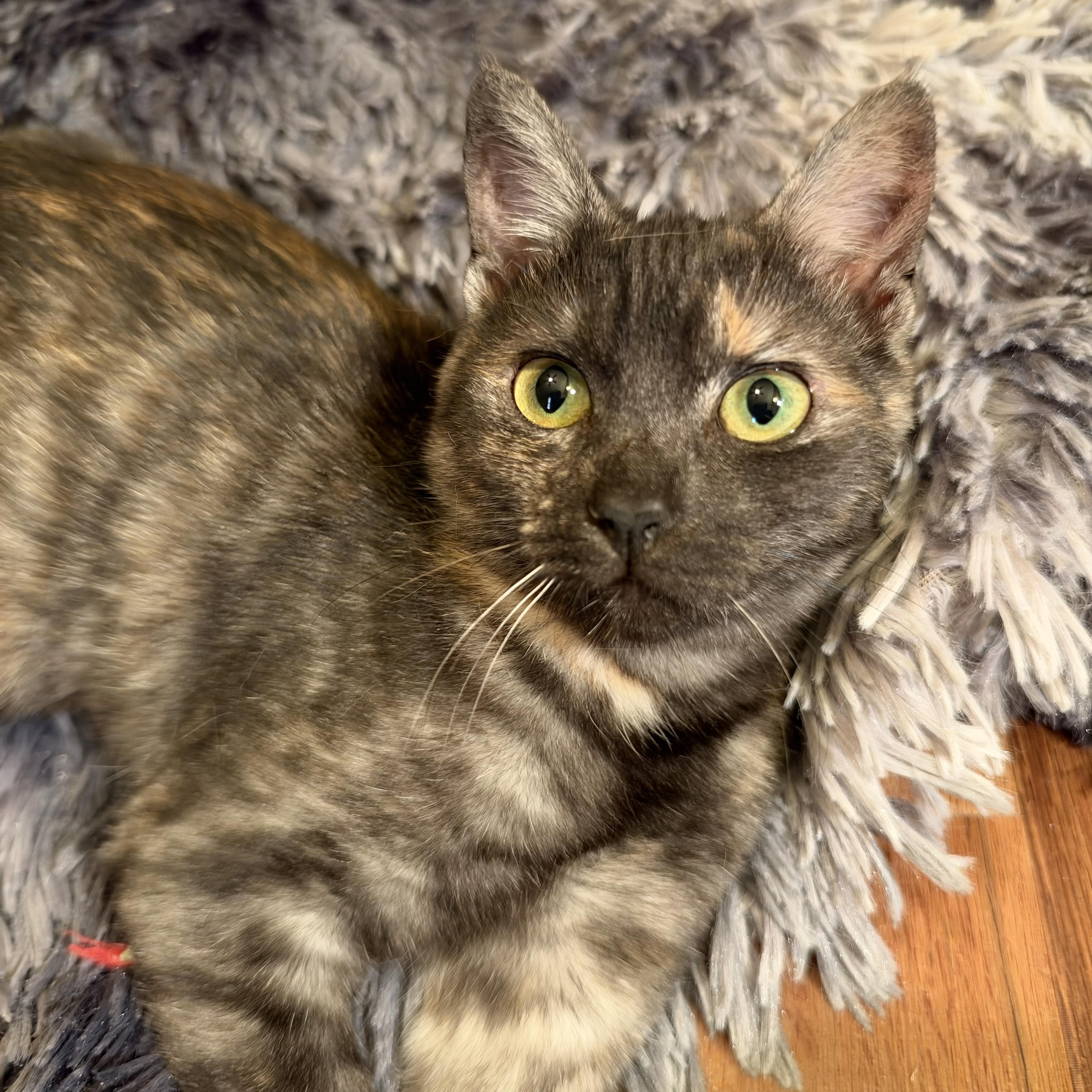 A baby medium-sized female Tortoiseshell cat named Rocki for adoption in Alexandria, LA