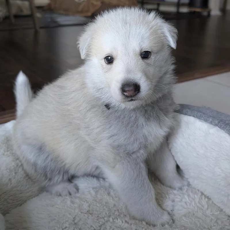 Sinclair thumbnail 2