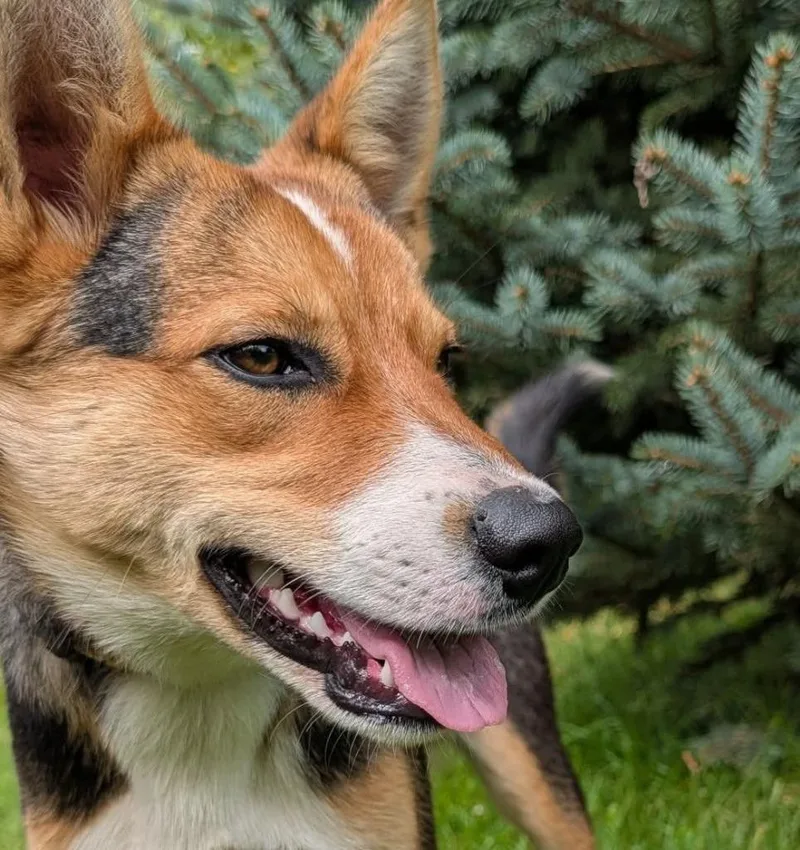 A baby medium-sized male Tricolor (Brown, Black, & White) Australian Cattle Dog / Blue Heeler dog named Fritz for adoption in Tomah, WI