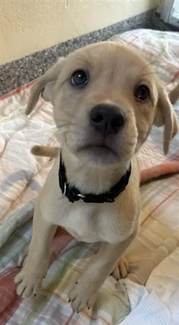 A baby medium-sized male German Shepherd Dog dog named Christiano Renaldo for adoption in Brewster, MA