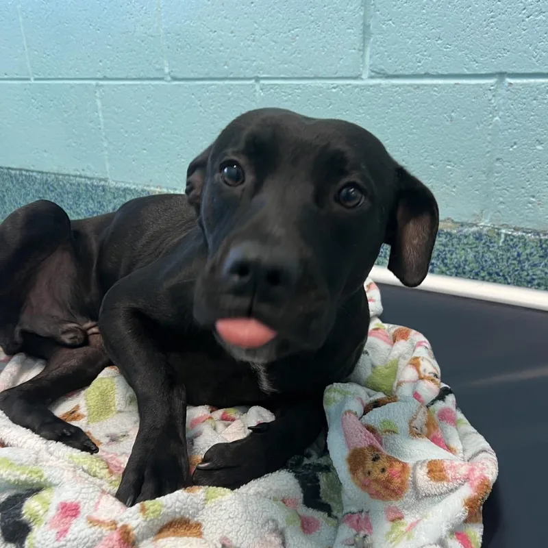 A young medium-sized male Black Mixed Breed dog named Farmer for adoption in Naples, FL