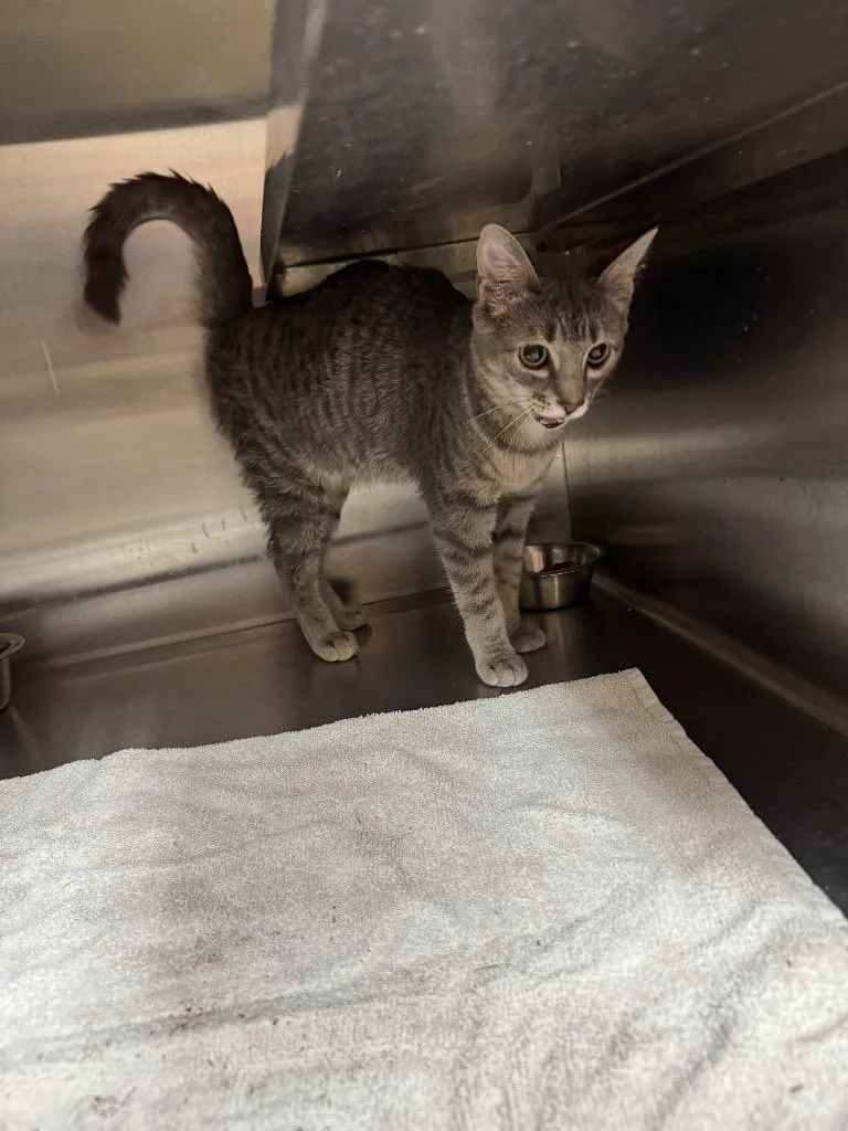 A baby medium-sized female Domestic Short Hair cat named Willow for adoption in Great Bend, KS