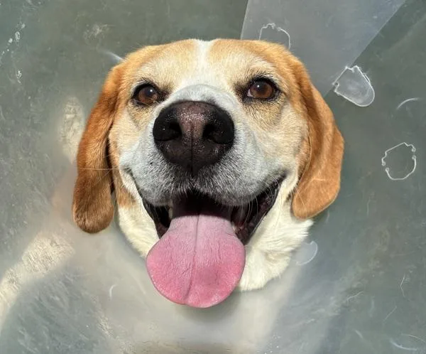 An adult medium-sized male Beagle dog named Tongs for adoption in El Cajon, CA