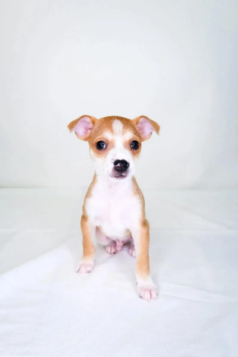 A baby small-sized male Yellow / Tan / Blond / Fawn Terrier dog named Sprout for adoption in Bixby, OK