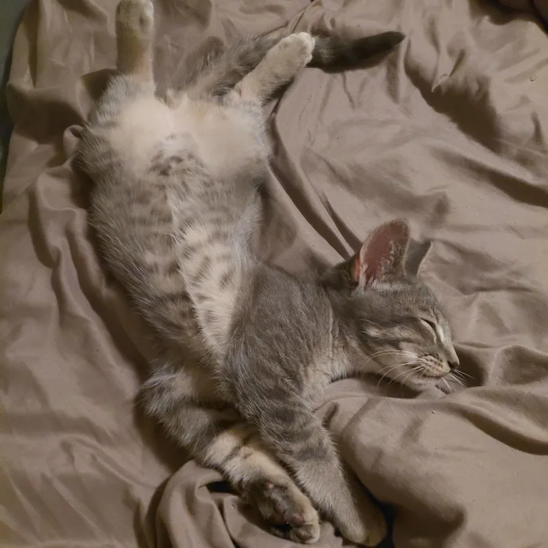 A baby small-sized male Brown / Chocolate Domestic Short Hair cat named Fruit Loops for adoption in Austin, TX
