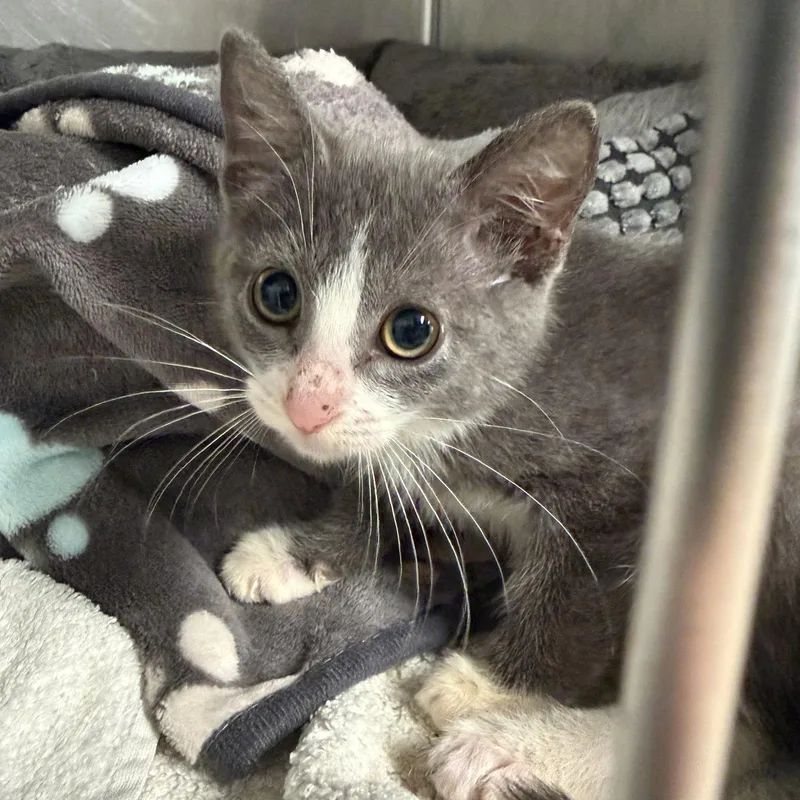 A baby medium-sized female Gray & White Domestic Short Hair cat named Ello for adoption in Hilton Head Island, SC