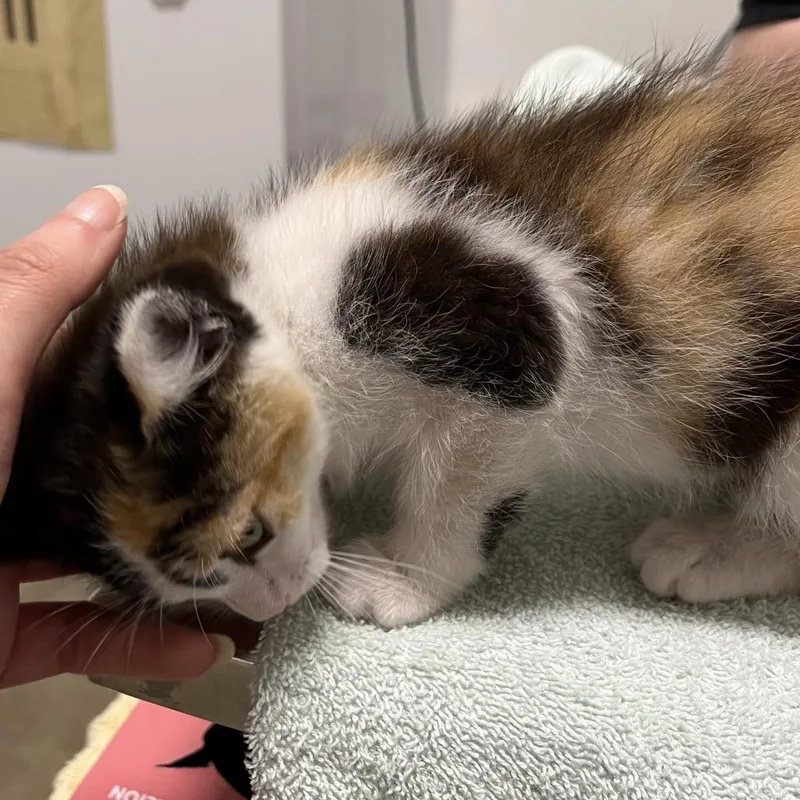 A baby small-sized female Calico Domestic Short Hair cat named Miss Mary Mack for adoption in York, PA