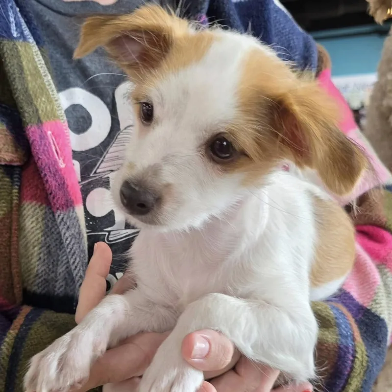 A young small-sized female White / Cream Terrier dog named Delilah for adoption in Springfield, MO
