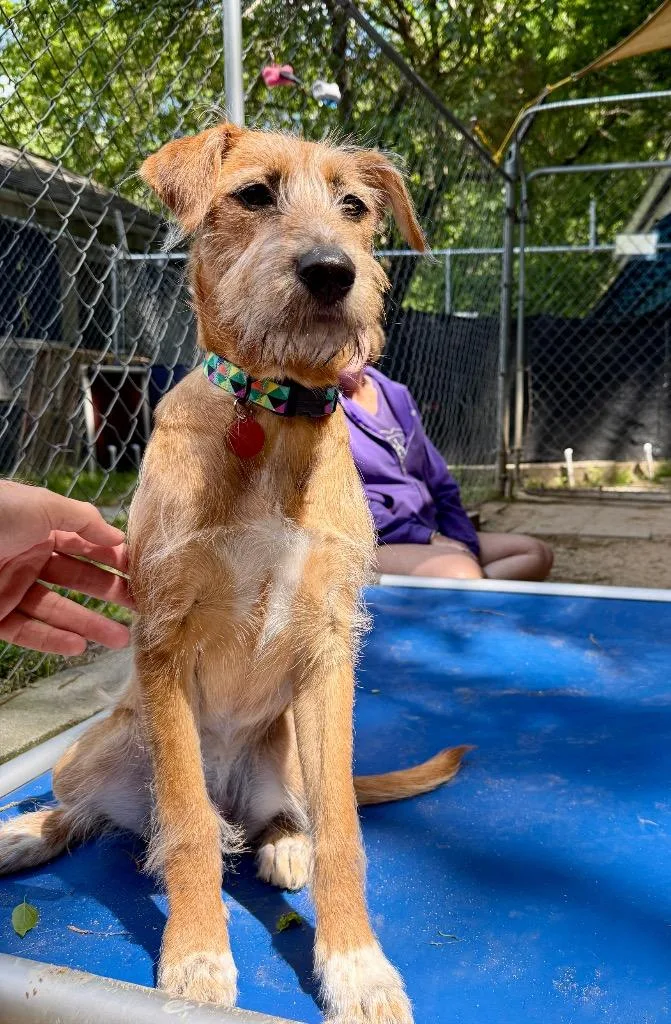 A baby small-sized female Mixed Breed dog named Goldie for adoption in Hampton, VA