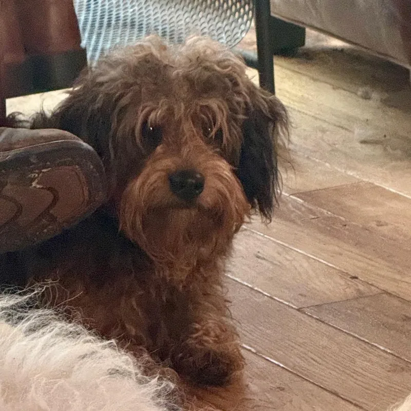 An adult medium-sized male Brown / Chocolate Lhasa Apso dog named Xero for adoption in Huntsville, AL