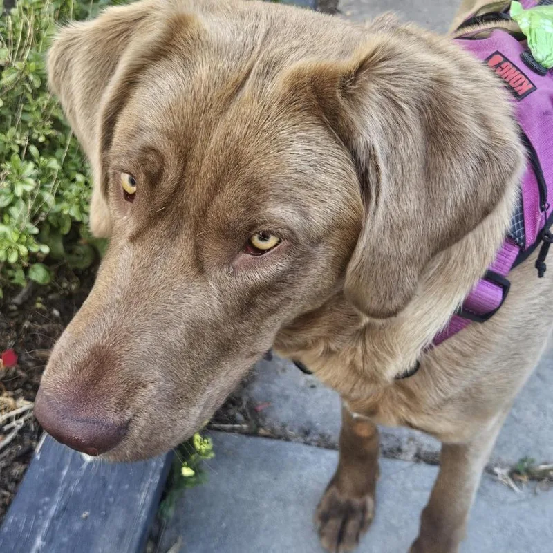 Canela