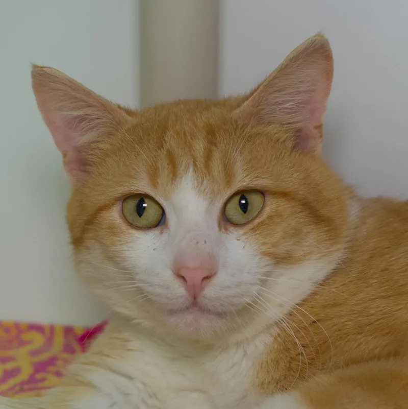 An adult medium-sized male Domestic Short Hair cat named Sunroof for adoption in Shoreline, WA