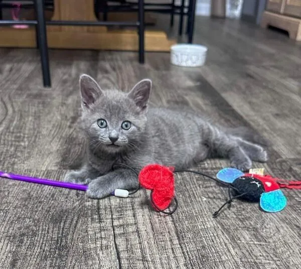 A baby small-sized female Domestic Short Hair cat named Maggie Jane Sc for adoption in Greenville, SC
