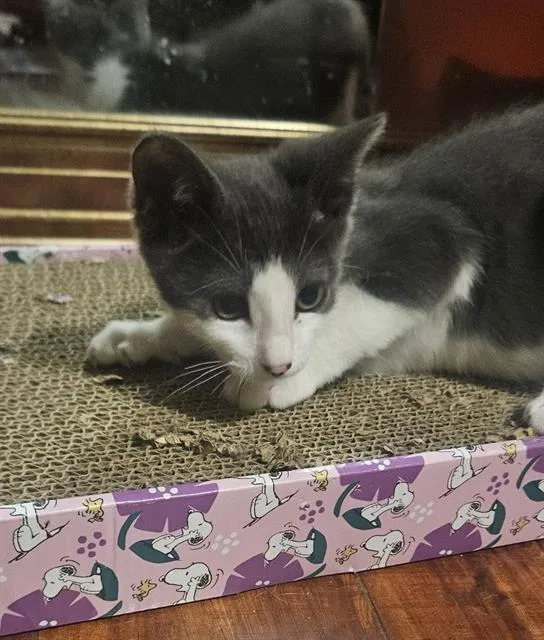 A baby small-sized male Domestic Short Hair cat named Bean Bean for adoption in Sacramento, CA
