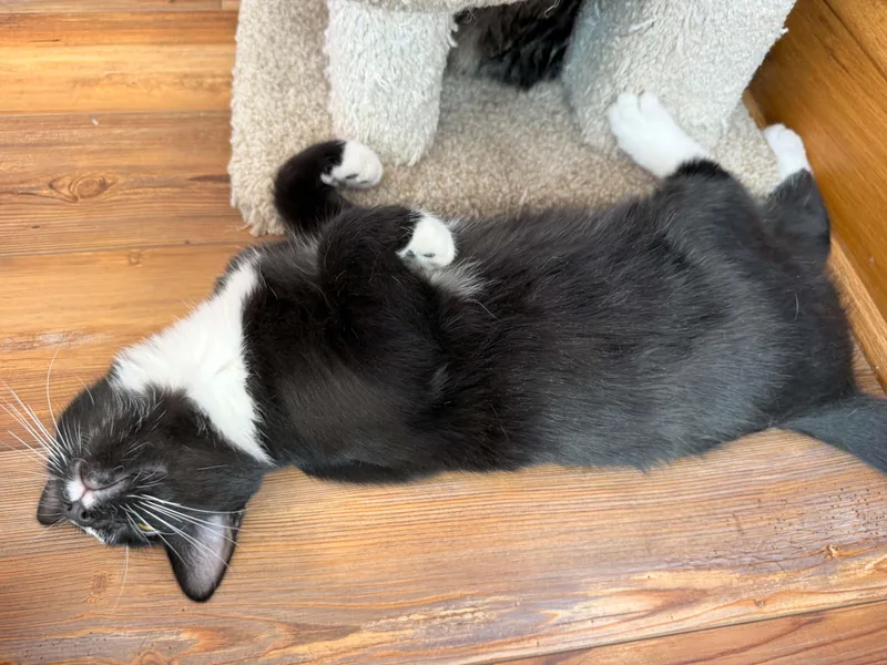 A baby medium-sized male Domestic Short Hair cat named Tash for adoption in West Lafayette, IN