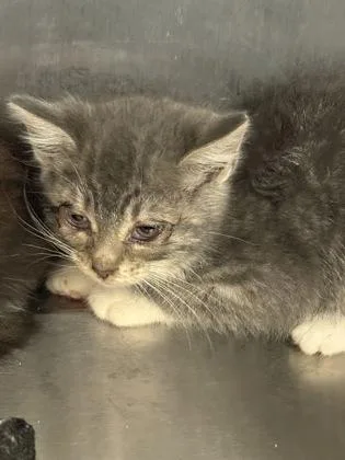 A baby small-sized female Domestic Short Hair cat named Mustard for adoption in Lafayette, IN