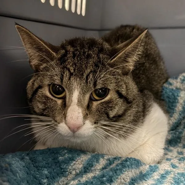 A young medium-sized male Domestic Short Hair cat named Dani for adoption in Des Moines, IA
