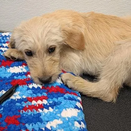 A baby medium-sized male Wirehaired Terrier dog named Bowie for adoption in Portland, ME
