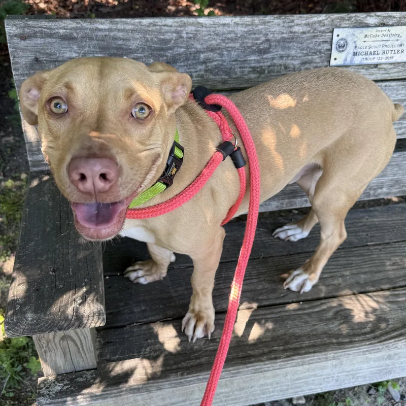 An adult medium-sized male Pit Bull Terrier dog named Croissant for adoption in Eatontown, NJ