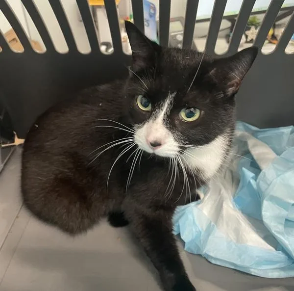 An adult medium-sized female Domestic Short Hair cat named Zaza for adoption in Ridgewood, NY
