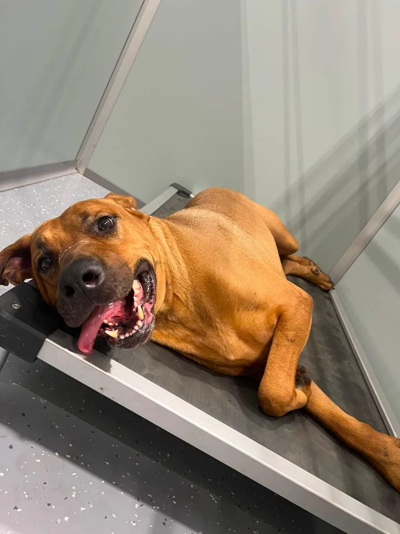 An adult extra large-sized male Mixed Breed dog named Maverick for adoption in Davenport, IA