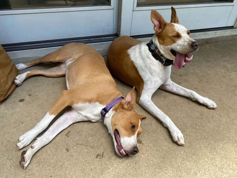 A young medium-sized female White / Cream Terrier dog named Somer J for adoption in Blue Bell, PA